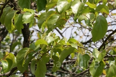 Flacourtia montana